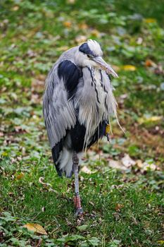 Great blue heron standing on grass with ruffled plumage and head turned back.