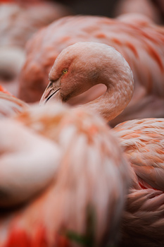 Close-up of a flamingo's head and neck with soft pink and white feathers in sharp focus.