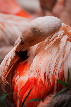 Flamingo preening its pink and white plumage with head tucked back toward its body.