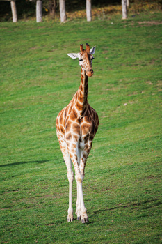 Young giraffe standing on grass facing the camera with white fence posts visible in the background.
