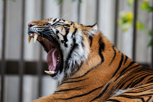 Bengal tiger with mouth wide open displaying fangs, captured in profile against a blurred metal fence background.