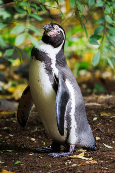Young penguin in juvenile plumage standing on sandy ground with blurred green foliage behind.