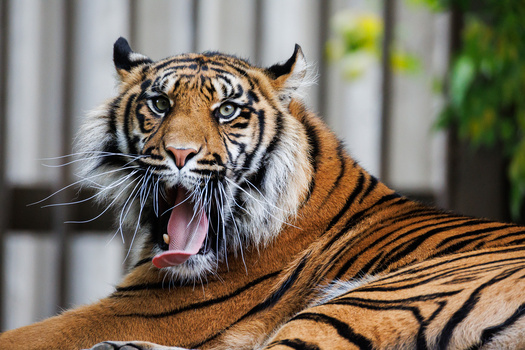 Bengal tiger with mouth open, showing teeth and pink tongue, against a blurred metal fence background.