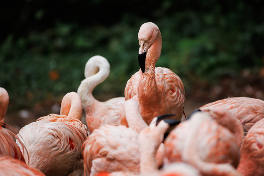 A group of flamingos with ruffled pink and white plumage, one standing upright with its head raised.