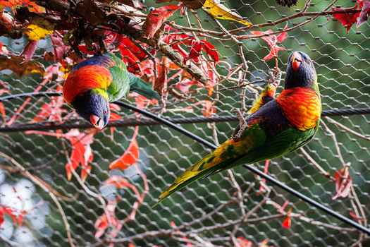 Two rainbow lorikeets perched on a branch behind mesh netting, displaying vibrant plumage of red, yellow, green, and blue feathers.