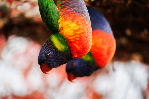 Rainbow lorikeet hanging upside down with vibrant plumage and red beak visible.