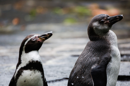 Two penguins standing on dark ground, one facing left and one facing right in profile.