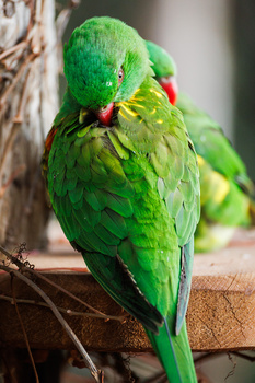 Bright green parakeet perched on a wooden branch, displaying detailed plumage and alert posture.
