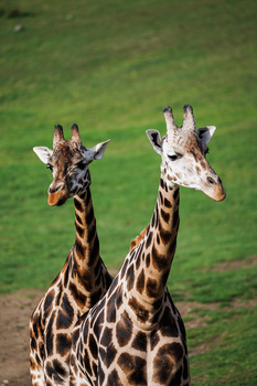 Two giraffes standing side by side against a blurred green grass background.
