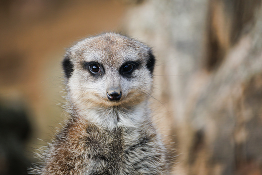 Close-up portrait of a meerkat with alert expression and blurred background.