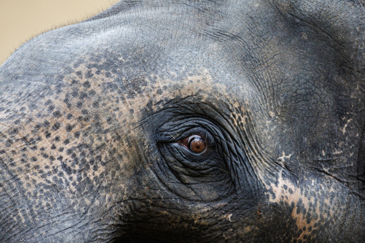 Close-up of an elephant's eye and textured skin, showing detailed wrinkles and subtle coloring around the orbital area.