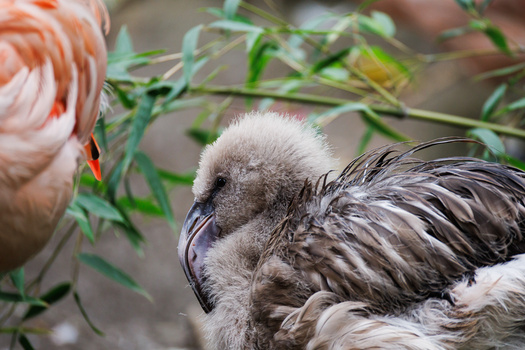 Close-up of a young emu's fluffy white head and neck feathers with dark eye visible, foliage blurred in background.