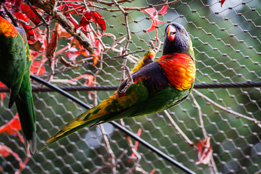 Rainbow lorikeet perched on wire mesh with red flowering plant blurred in background.