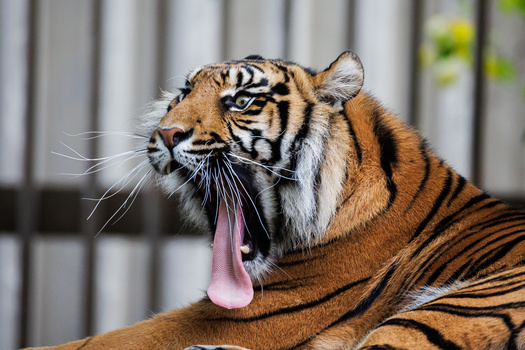 Tiger with mouth open and tongue extended, photographed against a blurred metal fence background.