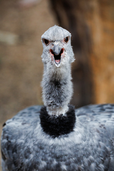 Close-up portrait of an ostrich with head raised and mouth open against a blurred brown background.