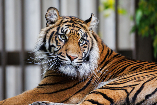 Bengal tiger resting with head raised, displaying distinctive stripes and facial markings against blurred background.