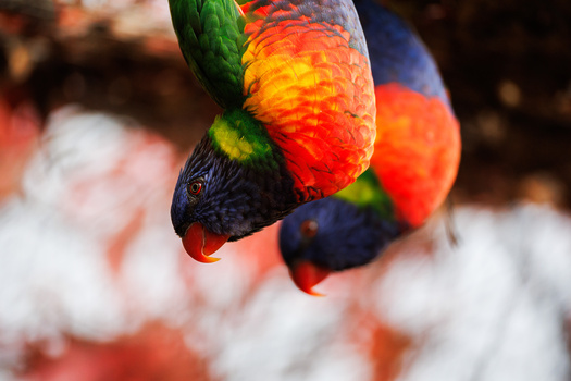 Rainbow lorikeet hanging upside down with vivid red, yellow, and green plumage visible against a blurred background.