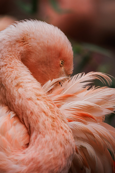 Close-up of a flamingo's head and neck with soft pink plumage and detailed feather texture.