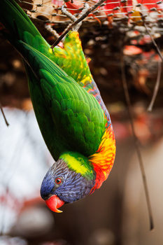 Rainbow lorikeet hanging upside down from a branch, displaying vibrant plumage in green, red, and blue.