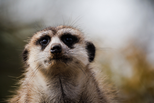 Close-up portrait of a meerkat with alert expression and blurred natural background.