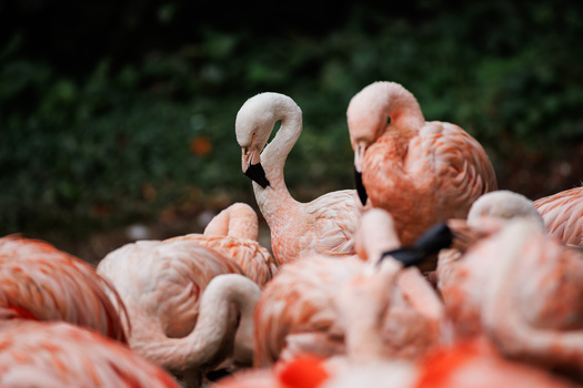 A group of flamingos with white and salmon-pink plumage, one in sharp focus in the foreground with its distinctive curved beak and long neck.