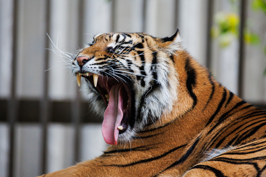 Tiger with mouth wide open and tongue extended, yawning against blurred metal fence background.