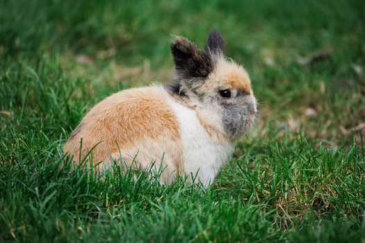 Small rabbit with brown and white fur sitting on grass, alert and facing the camera.