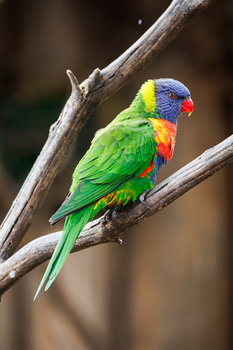 Rainbow lorikeet perched on a bare branch against a blurred natural background.