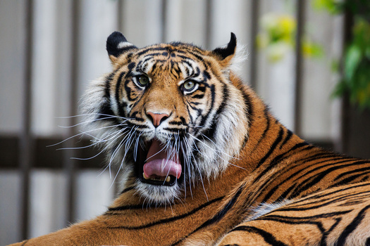 Tiger with open mouth and visible tongue facing camera against blurred background.