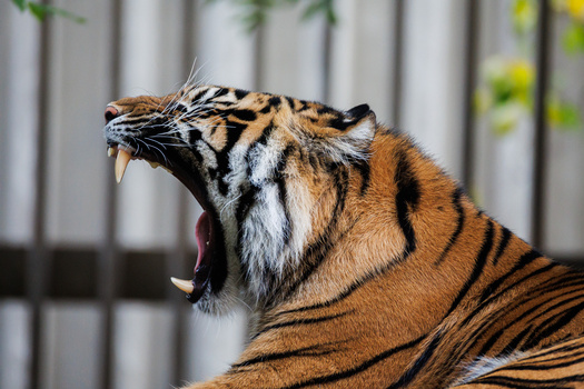 Tiger with mouth open in a yawn or roar, showing fangs and pink tongue against blurred fence background.