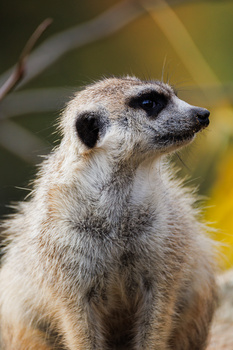 Meerkat standing alert in profile against a blurred warm background.