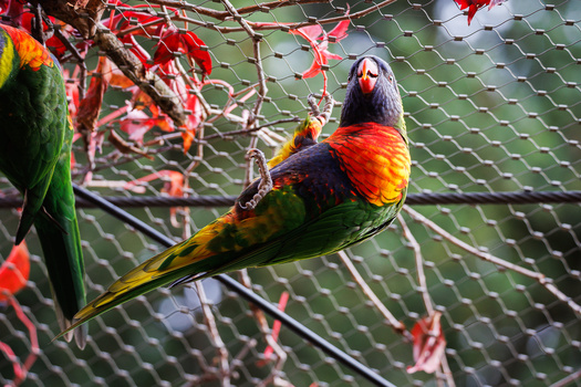 Rainbow lorikeet perched on branch with red flowers, displaying vibrant plumage against green netting.