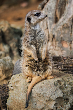 Meerkat standing upright on a rock, alert posture with characteristic upright stance.