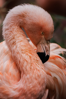 Close-up portrait of a flamingo with soft pink plumage and curved black beak.