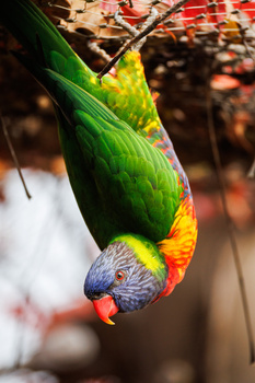 Rainbow lorikeet hanging upside down from a branch, displaying vibrant plumage with green, yellow, and red feathers.