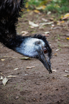 Emu's head and neck in close-up, showing blue-grey plumage and long dark beak against dirt ground.