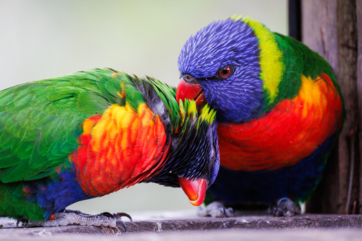 Two rainbow lorikeets with vibrant plumage interacting closely on a wooden surface.