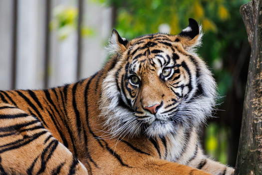 Tiger resting with head turned toward camera, displaying distinct facial markings and whiskers.