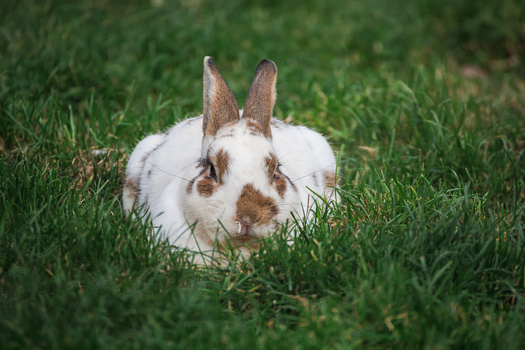 White and brown rabbit with long ears sitting in grass, looking directly at camera.