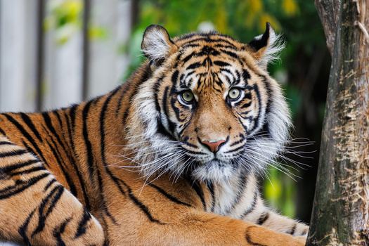 Bengal tiger resting against a tree trunk, gazing directly at the camera with alert eyes.