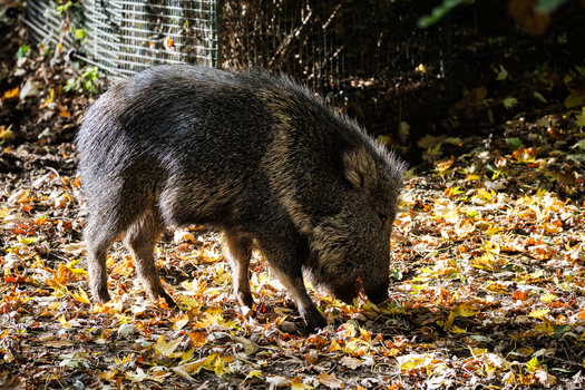 Dark-furred wild boar foraging among fallen leaves and debris on the ground.
