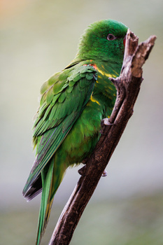 Green parakeet perched on a brown branch, displaying vibrant plumage and alert posture.
