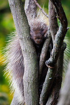 Porcupine clinging to tree branches with spiky quills visible against blurred green background.