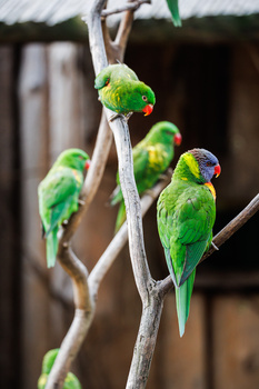 Four green parakeets perched on a bare branch, displaying vibrant plumage with red and yellow head markings.