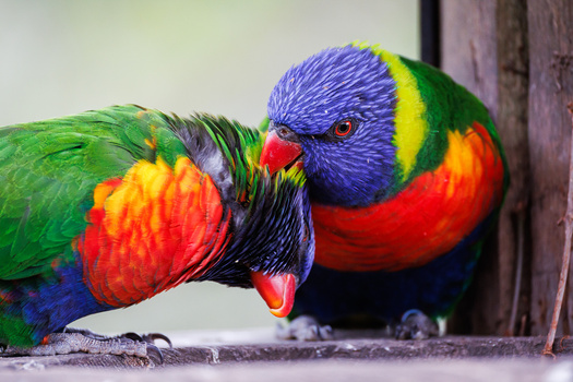 Two rainbow lorikeets with vibrant plumage perched close together on a wooden surface.