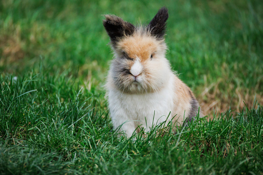 Long-haired rabbit with brown and white coloring sitting on grass, looking directly at camera.
