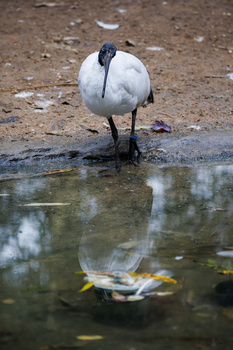 White wading bird standing at water's edge with its reflection visible in the still water below.
