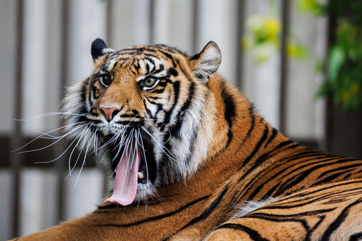 Tiger with open mouth and extended tongue resting against blurred metal fence background.