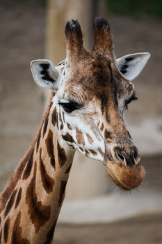 Close-up portrait of a giraffe's head and neck against a blurred background.