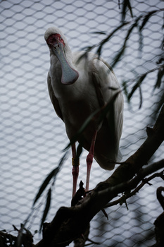 Wading bird perched on dark branch against blue textured background with dramatic side lighting.
